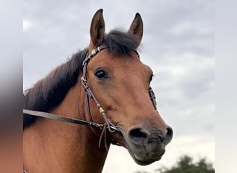 Hutsul, Caballo castrado, 10 años, 148 cm, Castaño
