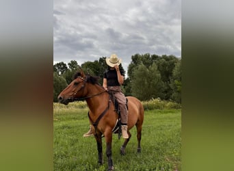 Hutsul, Caballo castrado, 10 años, 148 cm, Castaño