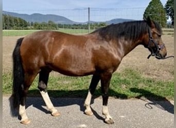 Hutsul, Caballo castrado, 11 años, 142 cm, Castaño