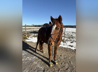 Hutsul Mestizo, Caballo castrado, 11 años, 153 cm, Alazán