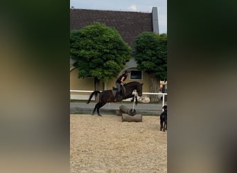 Hutsul, Caballo castrado, 12 años, 138 cm, Castaño oscuro