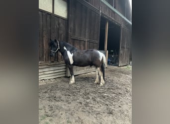 Hutsul Mestizo, Caballo castrado, 13 años, 137 cm, Pío