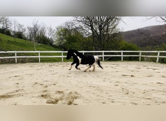 Hutsul Mestizo, Caballo castrado, 13 años, 137 cm, Pío