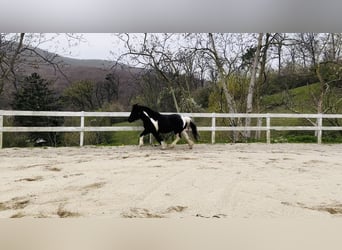Hutsul Mestizo, Caballo castrado, 13 años, 137 cm, Pío