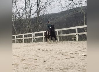 Hutsul Mestizo, Caballo castrado, 13 años, 137 cm, Pío