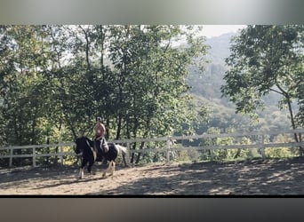 Hutsul Mestizo, Caballo castrado, 13 años, 137 cm, Pío