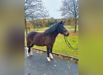 Hutsul, Caballo castrado, 13 años, 140 cm, Castaño oscuro