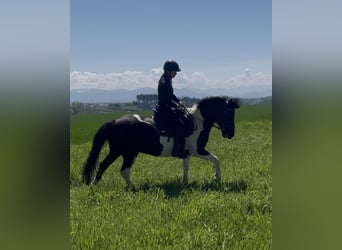 Hutsul, Caballo castrado, 13 años, 150 cm, Pío