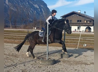 Hutsul, Caballo castrado, 14 años, 147 cm, Morcillo