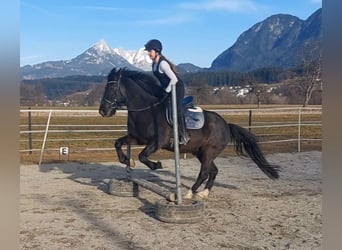 Hutsul, Caballo castrado, 14 años, 147 cm, Morcillo