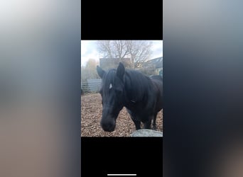 Hutsul, Caballo castrado, 15 años, 145 cm, Negro Hutsul, Caballo castrado, 15 años, 145 cm, Negro