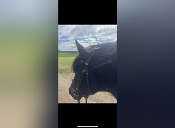 Hutsul, Caballo castrado, 15 años, 145 cm, Negro