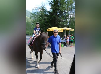 Hutsul, Caballo castrado, 20 años, 145 cm, Negro