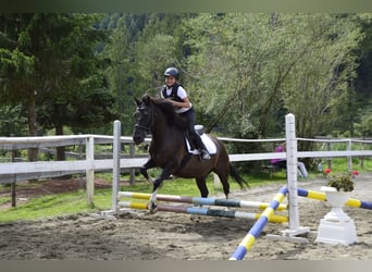 Hutsul, Caballo castrado, 20 años, 145 cm, Negro