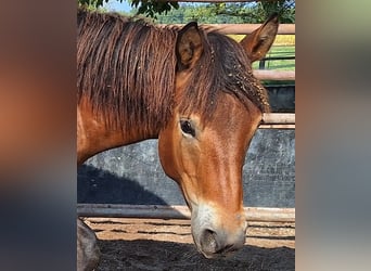 Hutsul, Caballo castrado, 2 años, 140 cm, Castaño