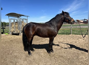 Hutsul, Caballo castrado, 3 años, 137 cm, Castaño rojizo