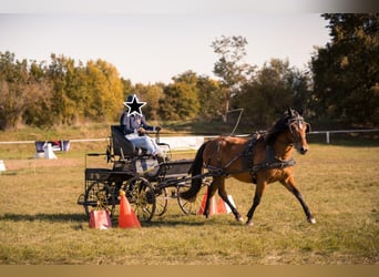 Hutsul, Caballo castrado, 3 años, 138 cm, Castaño