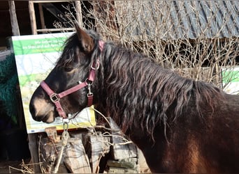 Hutsul, Caballo castrado, 3 años, 140 cm, Castaño