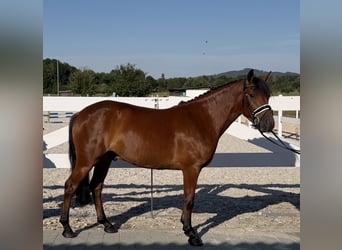 Hutsul, Caballo castrado, 3 años, 143 cm, Castaño