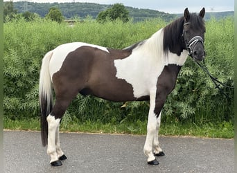 Hutsul, Caballo castrado, 3 años, 144 cm, Pío