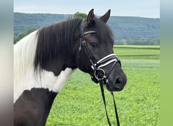 Hutsul, Caballo castrado, 3 años, 144 cm, Pío
