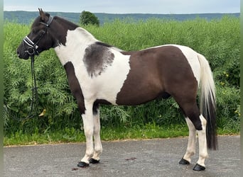 Hutsul, Caballo castrado, 3 años, 144 cm, Pío