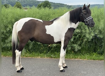 Hutsul, Caballo castrado, 3 años, 144 cm, Pío