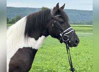 Hutsul, Caballo castrado, 3 años, 144 cm, Pío