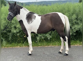 Hutsul, Caballo castrado, 3 años, 144 cm, Pío