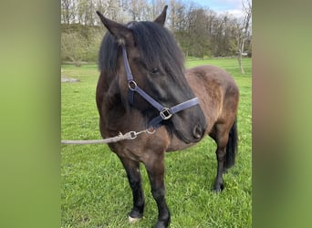 Hutsul, Caballo castrado, 3 años, 145 cm, Castaño oscuro