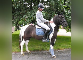 Hutsul, Caballo castrado, 4 años, 135 cm, Pío