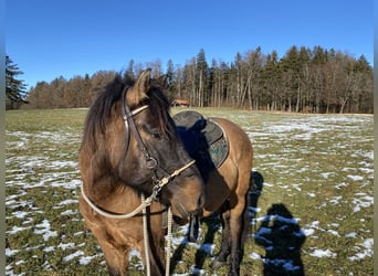 Hutsul, Caballo castrado, 4 años, 137 cm, Bayo