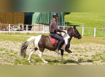 Hutsul, Caballo castrado, 4 años, 138 cm, Pío