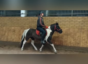 Hutsul, Caballo castrado, 4 años, 138 cm, Pío