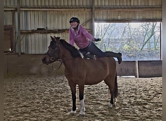 Hutsul, Caballo castrado, 4 años, 144 cm, Castaño