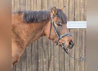 Hutsul, Caballo castrado, 4 años, 144 cm, Castaño