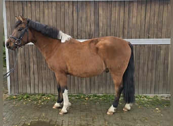 Hutsul, Caballo castrado, 4 años, 144 cm, Castaño