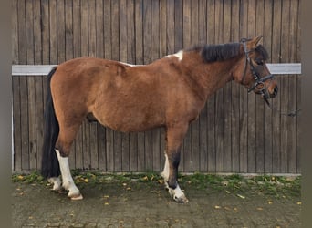 Hutsul, Caballo castrado, 4 años, 144 cm, Castaño