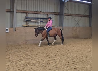 Hutsul, Caballo castrado, 4 años, 144 cm, Castaño