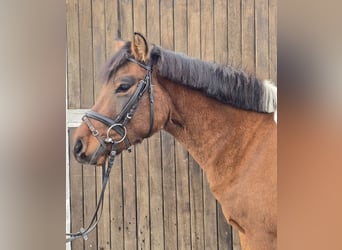 Hutsul, Caballo castrado, 4 años, 144 cm, Castaño