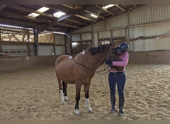 Hutsul, Caballo castrado, 4 años, 144 cm, Castaño