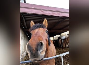 Hutsul, Caballo castrado, 4 años, 145 cm