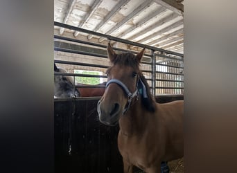 Hutsul, Caballo castrado, 4 años, 145 cm