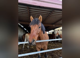 Hutsul, Caballo castrado, 4 años, 145 cm