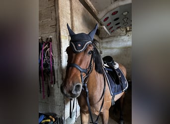 Hutsul, Caballo castrado, 4 años, 145 cm