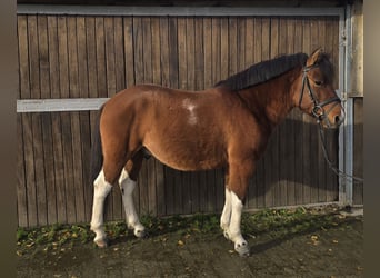 Hutsul, Caballo castrado, 4 años, 145 cm, Castaño