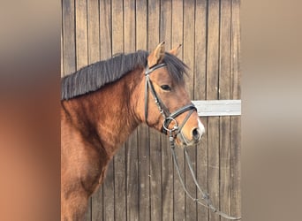 Hutsul, Caballo castrado, 4 años, 145 cm, Castaño