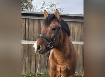 Hutsul, Caballo castrado, 4 años, 145 cm, Castaño