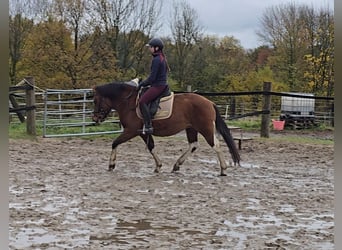 Hutsul, Caballo castrado, 4 años, 145 cm, Castaño