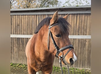 Hutsul, Caballo castrado, 4 años, 145 cm, Castaño